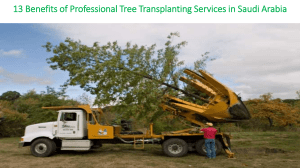 13 Benefits of Professional Tree Transplanting Services in Saudi Arabia