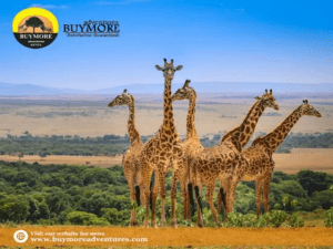Masai Mara: The Flawless Destination For Your Next Safari Adventure
