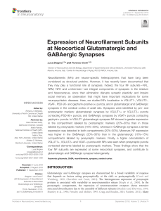 Expression of Neurofilament Subunits at Neocortical Glutamatergic and GABAergic Synapses