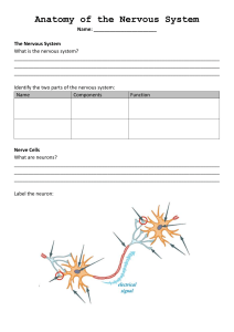 Anatomy of the Nervous System Worksheet