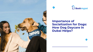 Importance of Socialization for Dogs How Dog Daycare in Dubai Helps