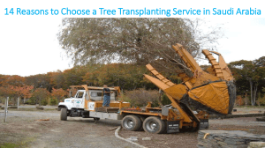 14 Reasons to Choose a Tree Transplanting Service in Saudi Arabia