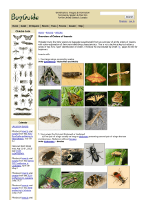 KEYS to insect ORDER