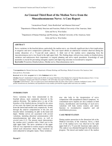 An UnusualThird Root of the Median Nerve from the Musculocutaneous Nerve A Case Report