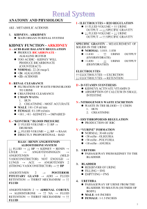 Renal System