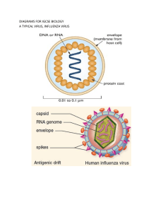 306169042-Diagrams-for-Igcse-Biology