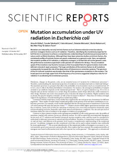 Mutation accumulation under UV radiation in Escher