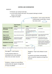 Muscle Control & Coordination: Types, Structure, Contraction