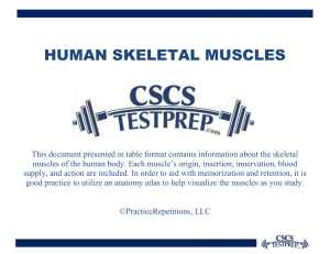 Human Skeletal Muscles Table: Origin, Insertion, Action