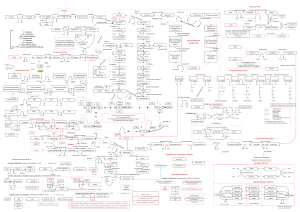 Mapa vías metabólicas