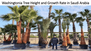 Washingtonia Tree Height and Growth Rate in Saudi Arabia