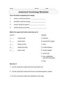 Anatomical Terminology Worksheet