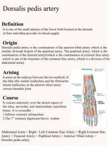 Dorsalis Pedis Artery: Anatomy, Function, and Clinical Relevance