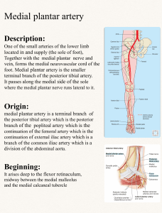 Medial Plantar Artery Anatomy: Origin, Course, and Function