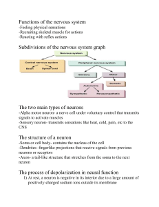 Nervous & Musculoskeletal System Lecture Notes