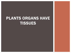 PLANTS ORGANS HAVE TISSUES