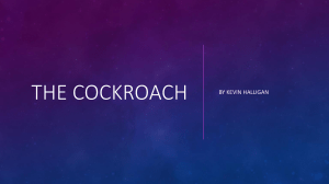 The Cockroach Poem Analysis by Kevin Halligan