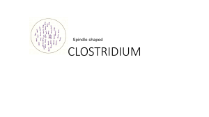 Clostridium Bacteria: Morphology, Culture, Toxins