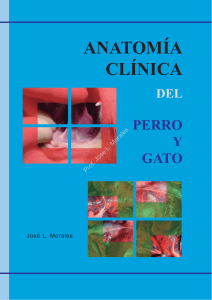 Anatomía Clínica del Perro y Gato