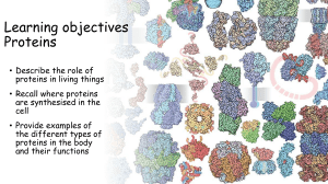 Proteins: Role, Synthesis, and Types