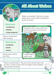 All About Wolves Worksheet