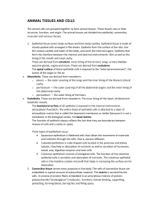 Animal Tissues and Cells: Types & Functions