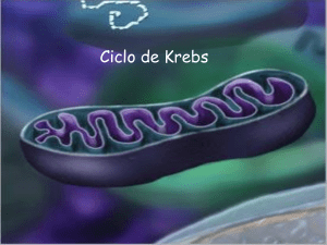 Ciclo de Krebs: Metabolismo e Respiração Celular