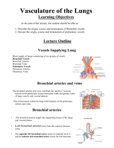 Lung Vasculature: Bronchial & Pulmonary Vessels