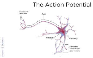 ActionPotential Final