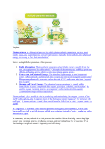 Photosynthesis Explained: Process, Importance, and Steps