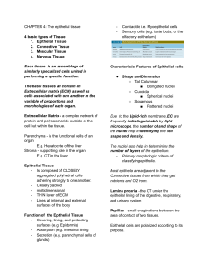 Epithelial Tissue: Structure, Function, and Classification