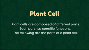 Cell