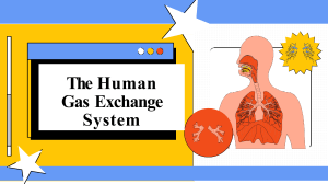 Gas Exchange in the Respiratory System