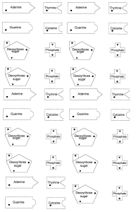 DNA Modeling Worksheet: Build a DNA Molecule