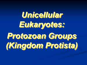 Unicellular Eukaryotes: Protozoan Groups