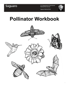 Pollinator Workbook: Learn About Pollination & Ecosystems