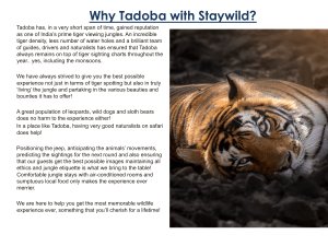 Stay Wild tadoba