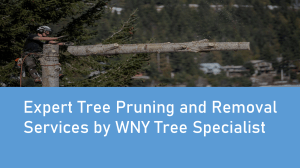 Expert Tree Pruning and Removal Services by WNY Tree Specialist