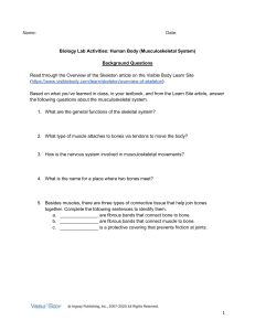 Musculoskeletal System Lab Activity