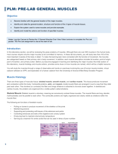 PLM PRELAB MUSCLES F 22