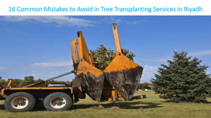 16 Common Mistakes to Avoid in Tree Transplanting Services in Riyadh