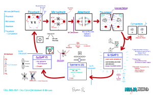 Cell Cycle- Interphase & Mitosis (1) atf