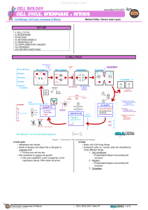 Cell Cycle- Interphase & Mitosis (2) atf