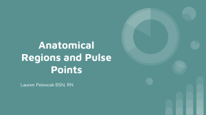 Anatomical Region and Pulse Points