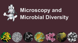 Microscopy & Microbial Diversity Presentation