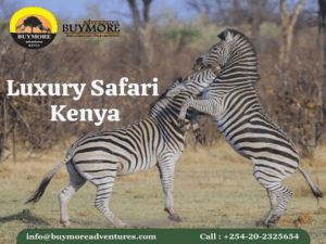 Kenya Luxury Safari: Accomplish Your Travel Dream with BuyMore Adventures