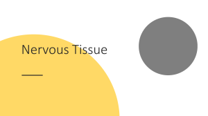 Nervous Tissue: Structure, Function, and Classification