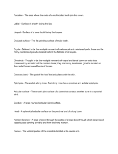 Anatomy Key Terms (MIDTERM)