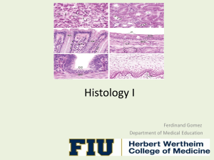 Histology I: Tissue Staining & Epithelial Structures