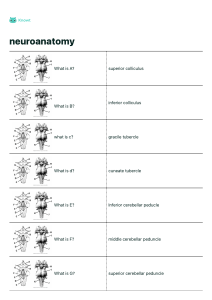 neuroanatomy